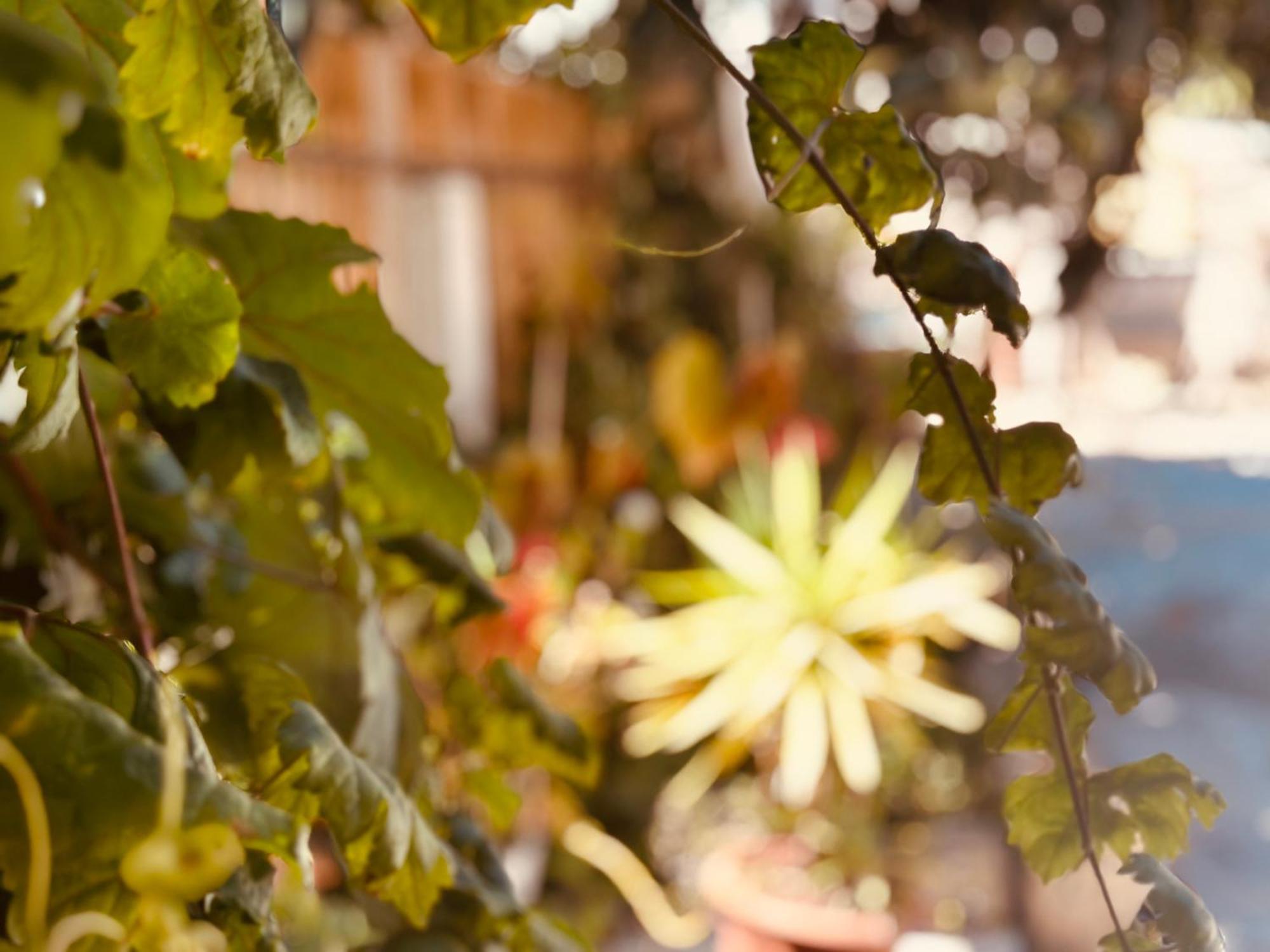 Casa Rico Frade Garden Hotel Sao Pedro do Corval ภายนอก รูปภาพ
